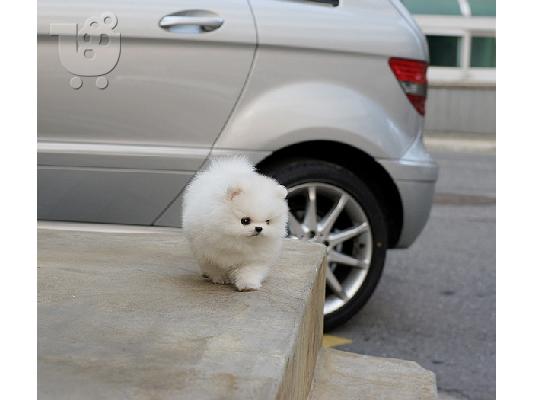 PoulaTo: Όμορφα κουτάβια Pomeranian